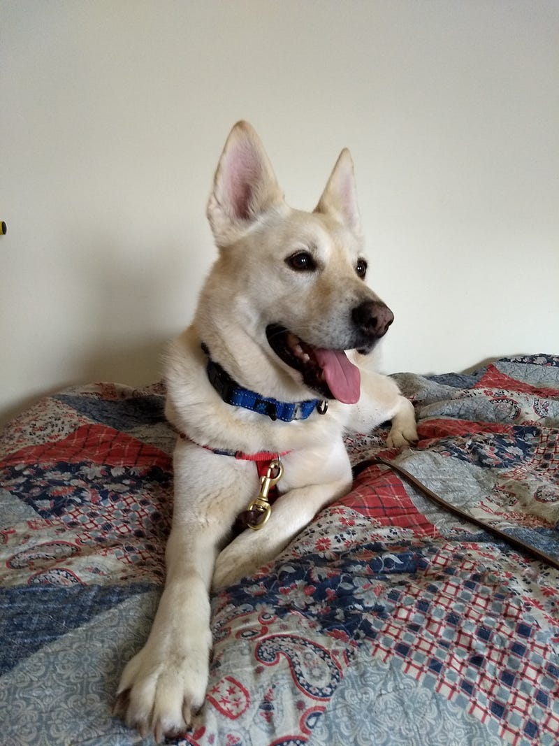 Willow