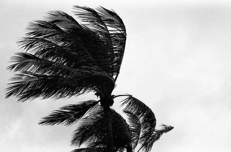 High winds batter a palm tree