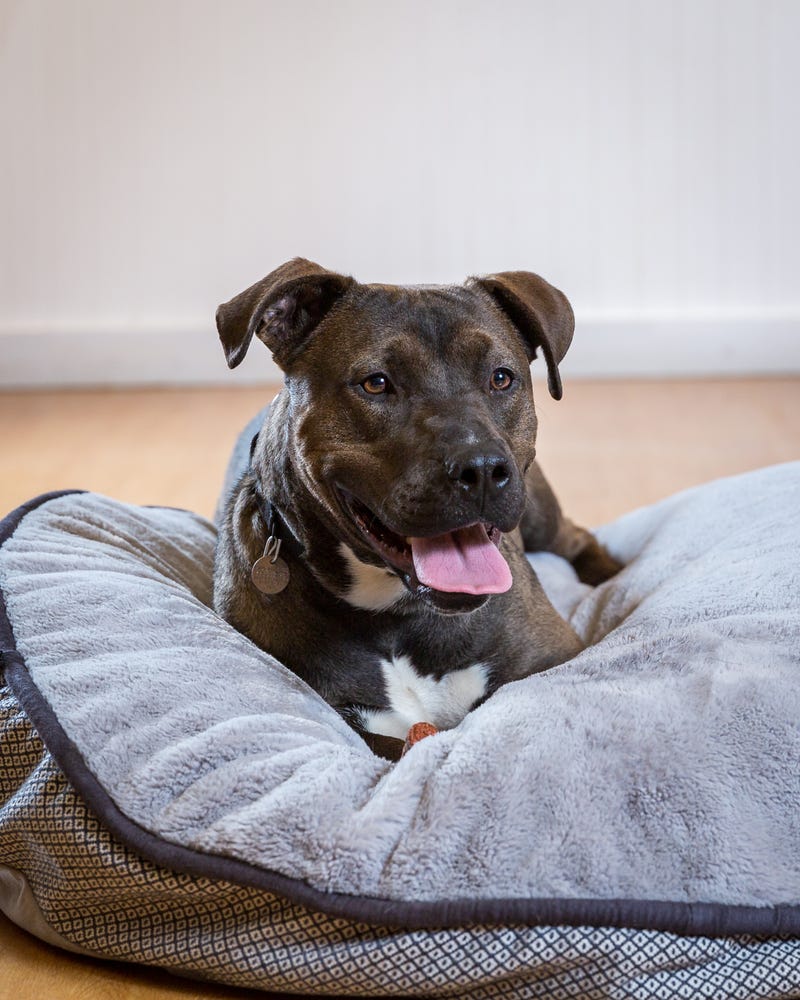 Winston, a one-year-old Labrador Retriever mix who loves long walks, runs, and hikes. He would love a family that is home often and with another canine companion who matches his energy level