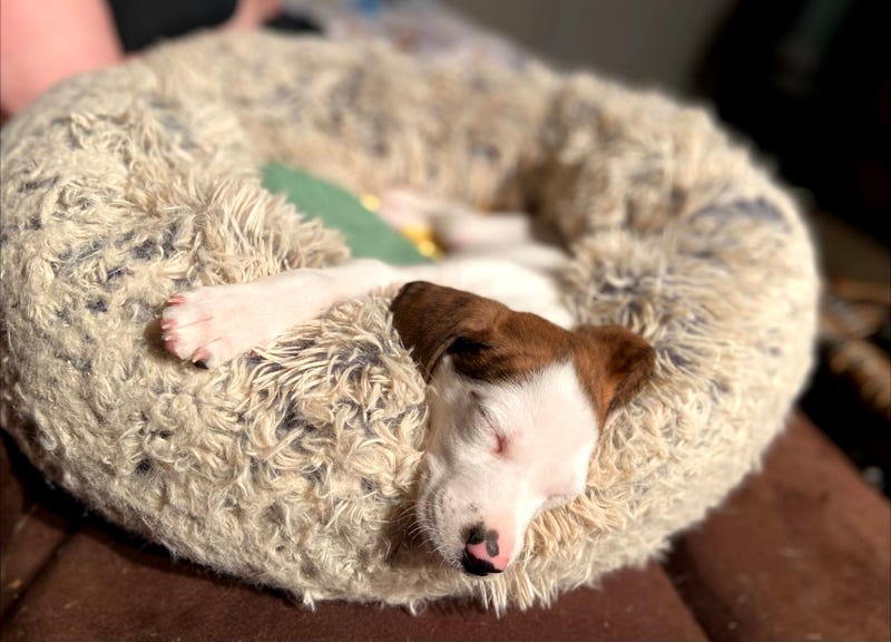 Wobbles sleeping