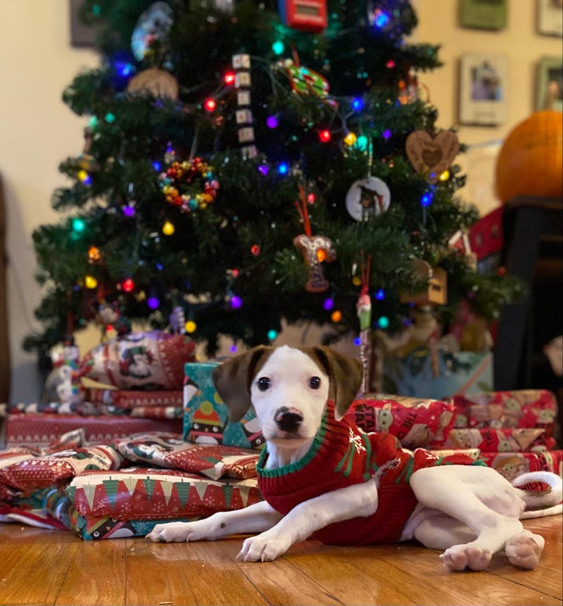 Wobbles enjoying the holidays