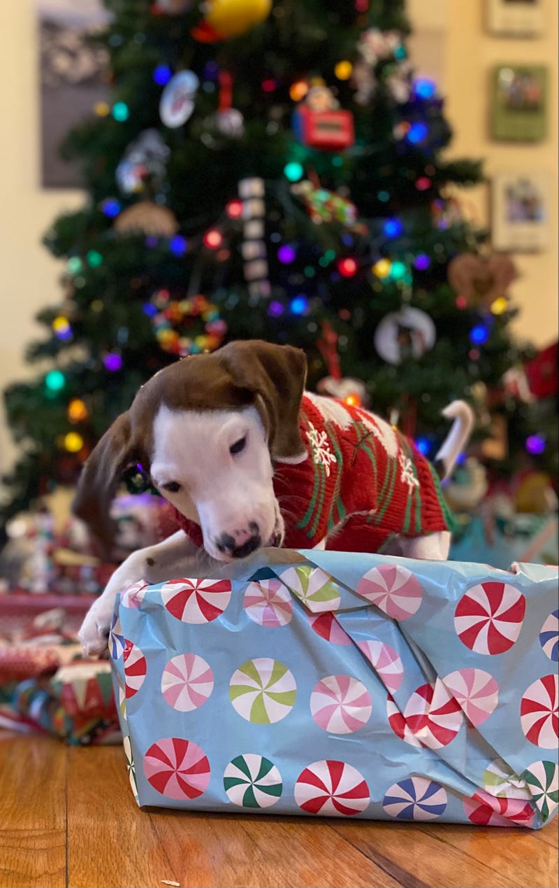 Wobbles unwrapping gifts