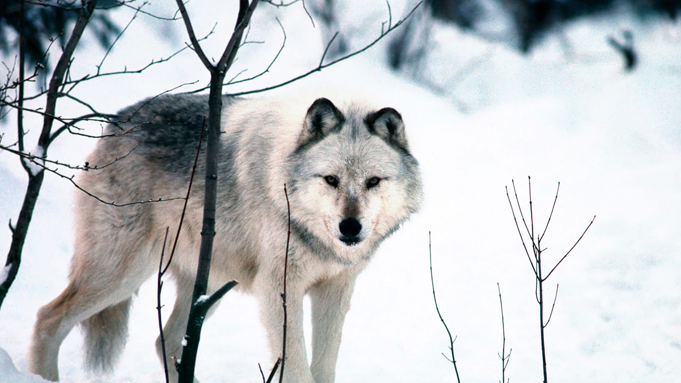 What should be done about wolves in Michigan? DNR asks the public to weigh in