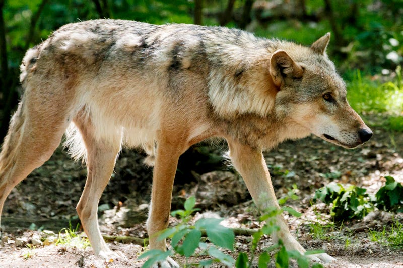 Wolf