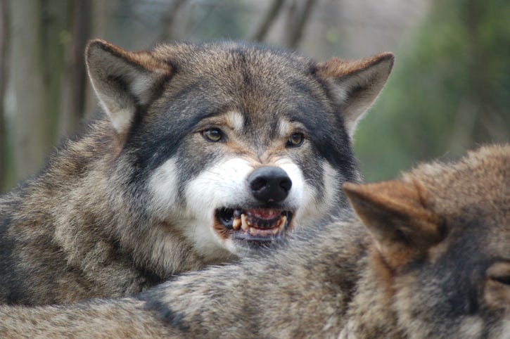 Wolf ready to attack