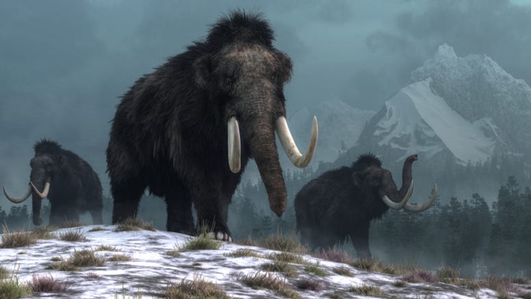 Texas company plans to bring woolly mammoth out of extinction