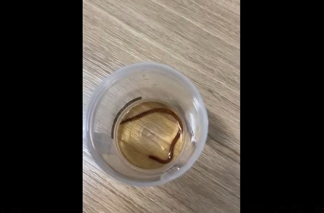 Worm found in tea
