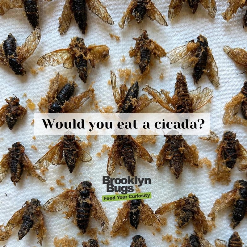 Brooklyn Bugs is a business of edible insect ambassadors supporting sustainable and healthy insect agriculture.