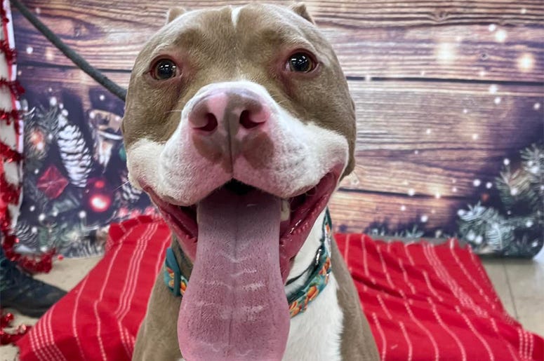 Meet Wyatt, Bennett's PSPCA Pet of the Week