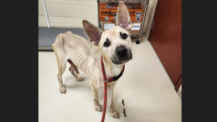 Severely malnourished dog in Beaver in need of foster care