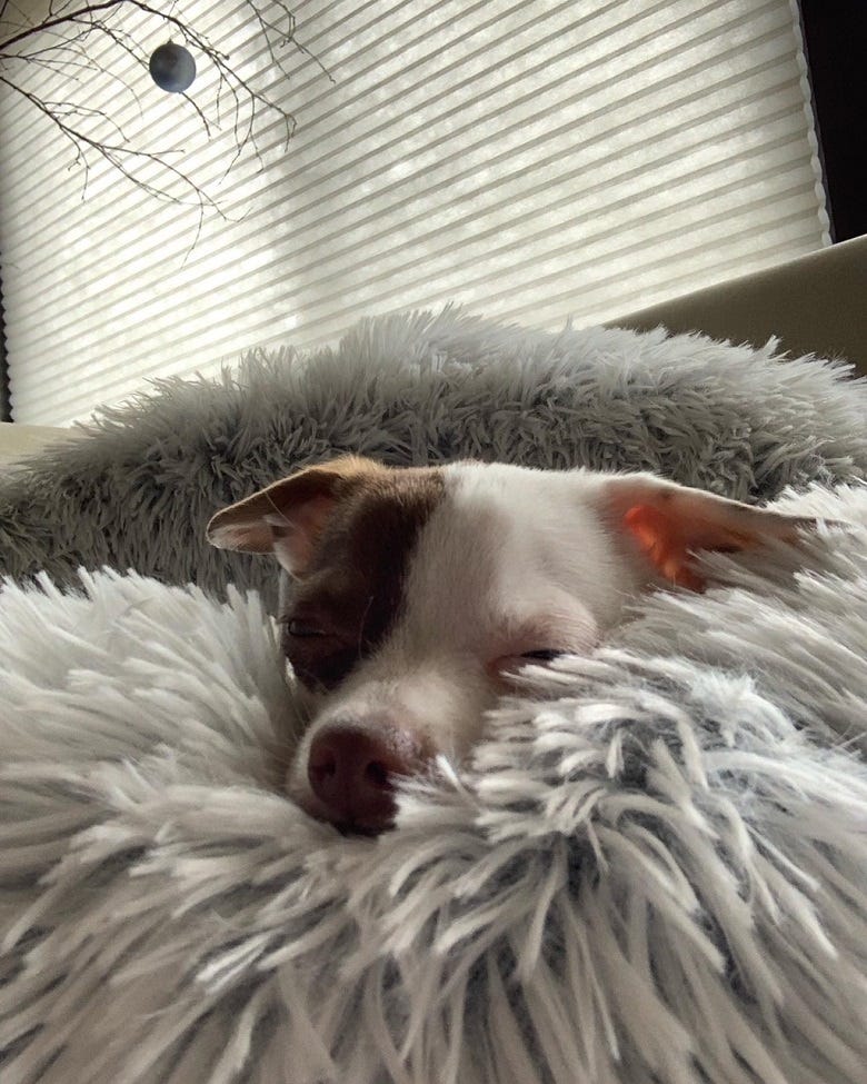 Yogi sleeping