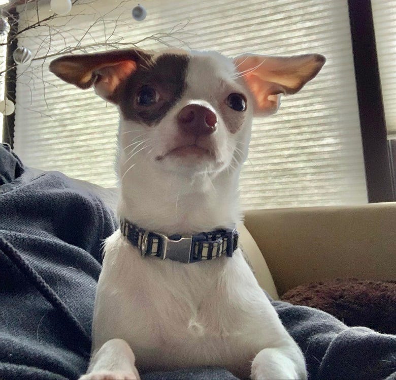 Yogi