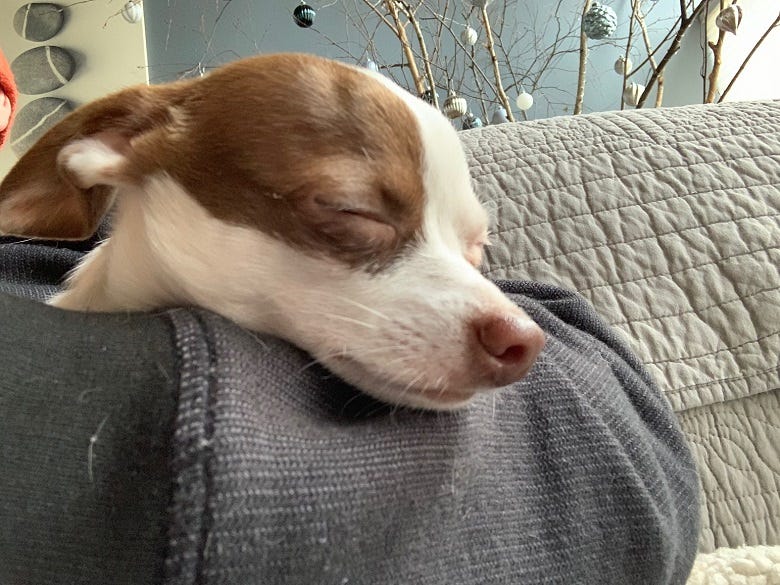 Rock's new dog Yogi sleeping