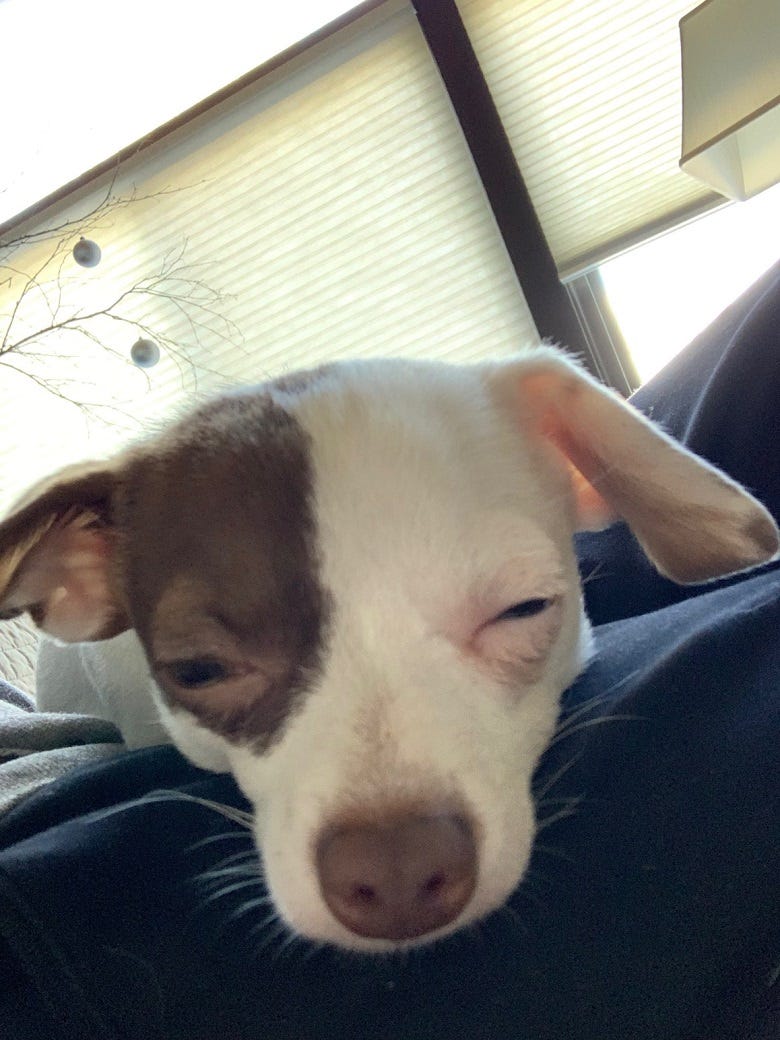 Yogi sleeping