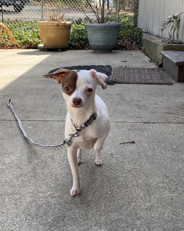 Yogi on the patio