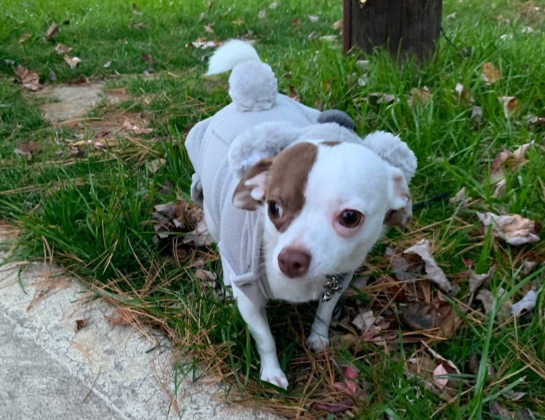 Rock's Chihuahua Yogi dressed as a mouse
