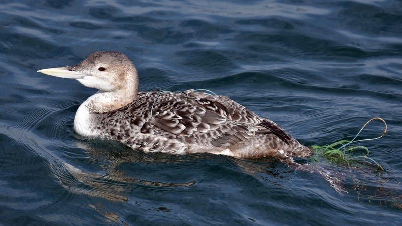 A rare Yellow-billed Loon