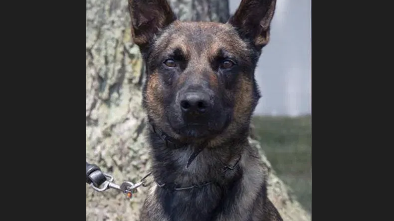 Yoda the dog being hailed a hero in capture of Cavalcante