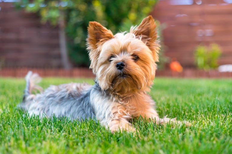 Yorkie