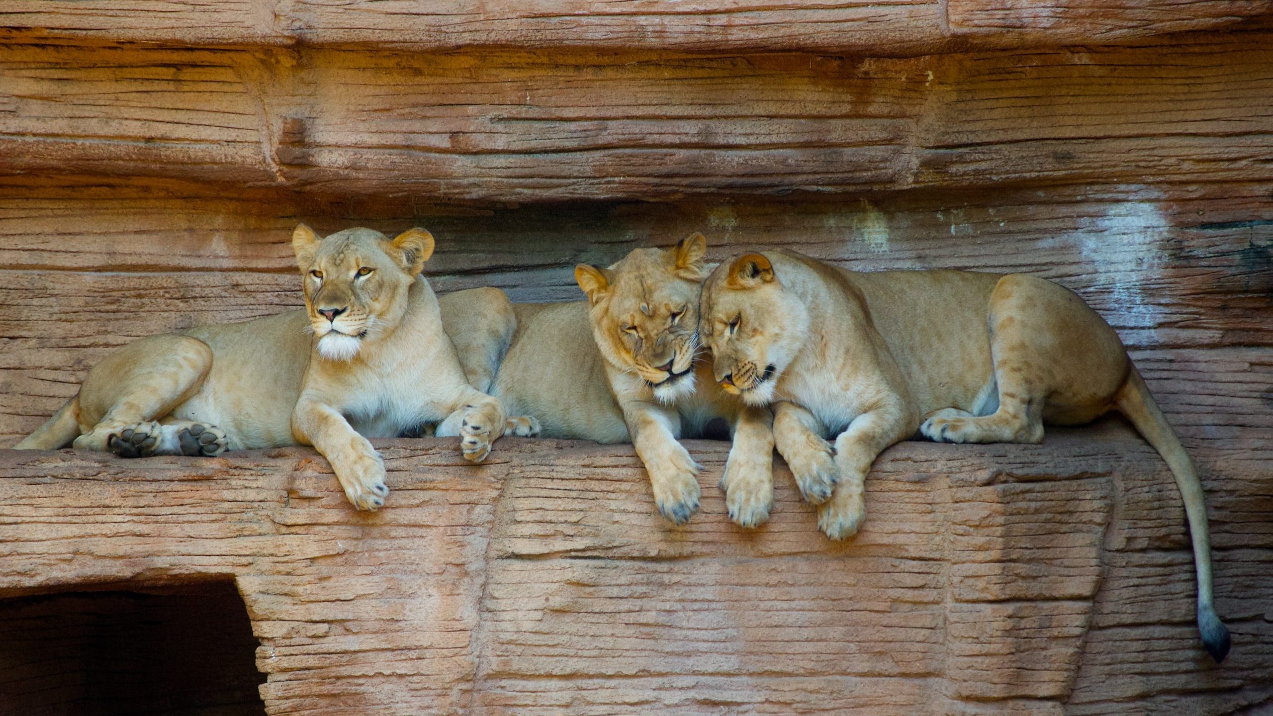 Lincoln Park Zoo set to welcome back African lions and more next month