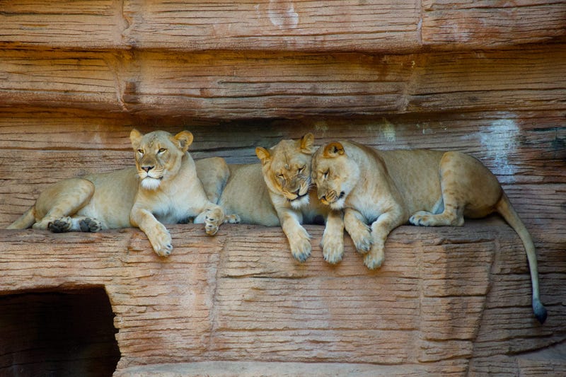 Joining the zoo is a pride of lions, including one male and three females: Zari, Cleo, and Hasira