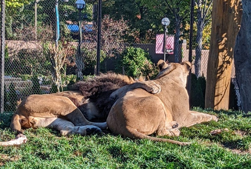 lions