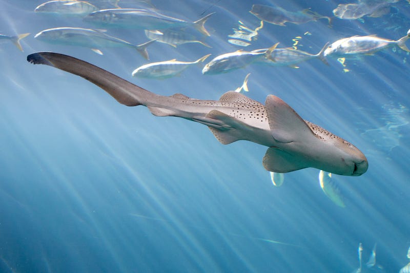 Zebra Shark
