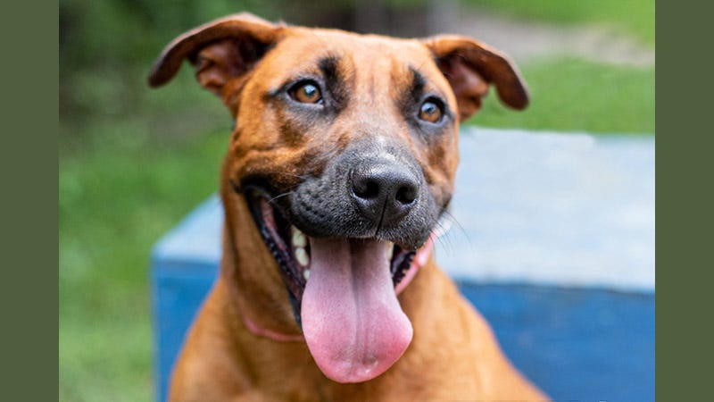 Zena the dog