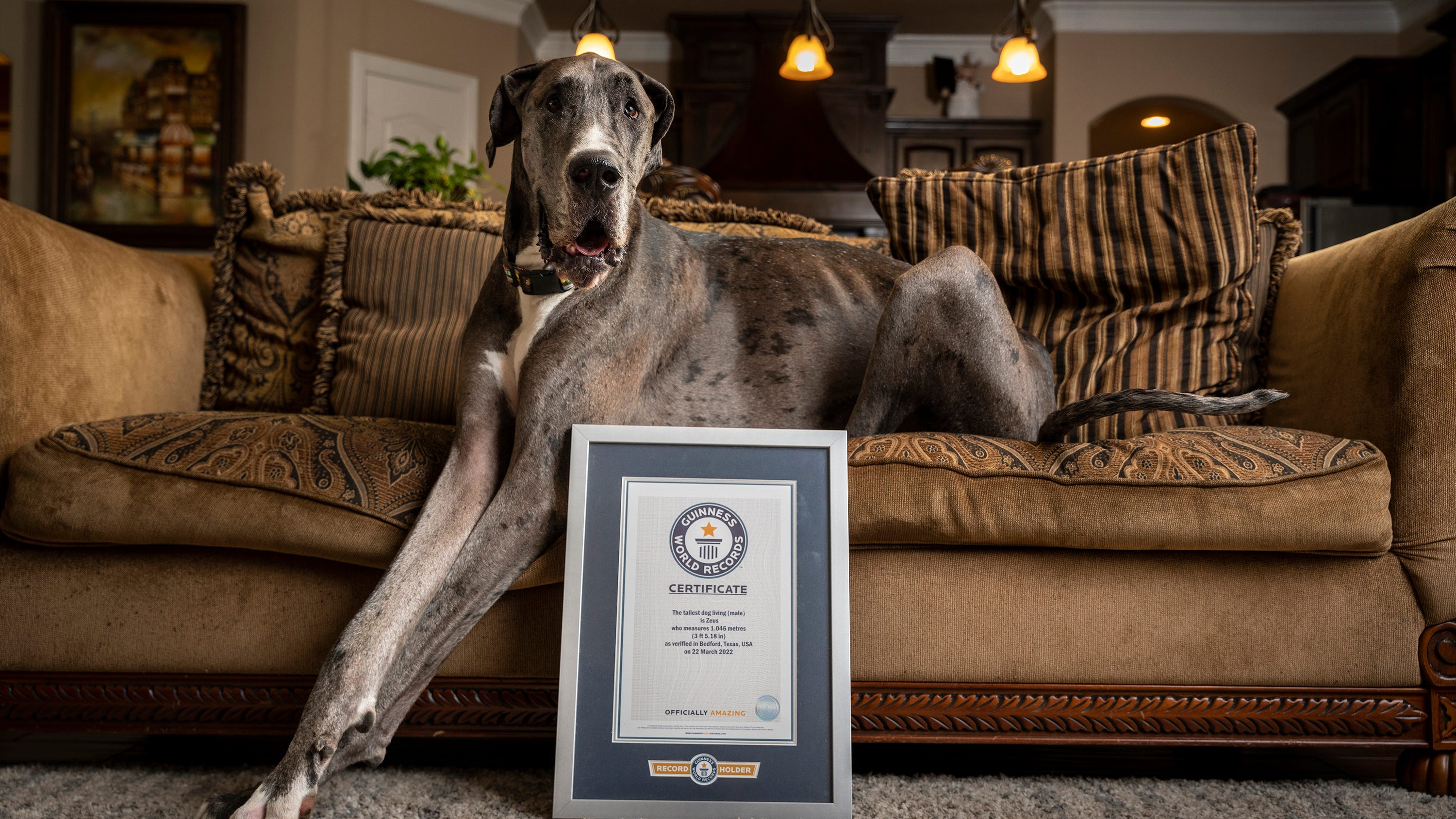 Meet the world's tallest living dog, Zeus