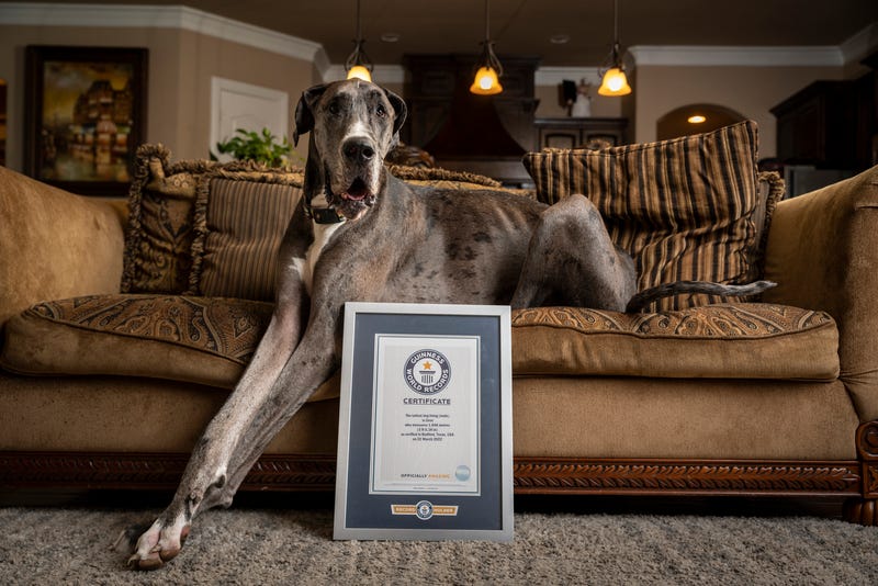 Zeus, the world's tallest living dog.