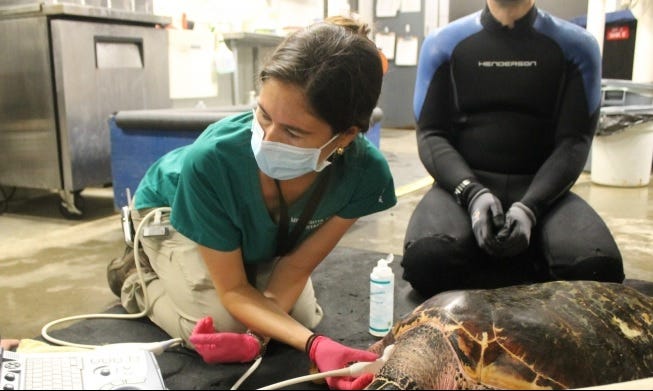 Dr. Karisa Tang performs an ultrasound on Hawkeye Turtle to check for healthy heart and digestive system, just a small part of the work the veterinarians do on the animals at the Minnesota Zoo.