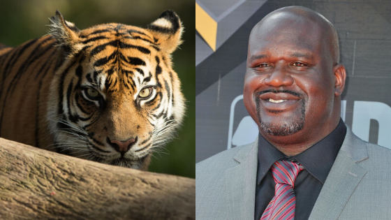 Shaq Tiger King 