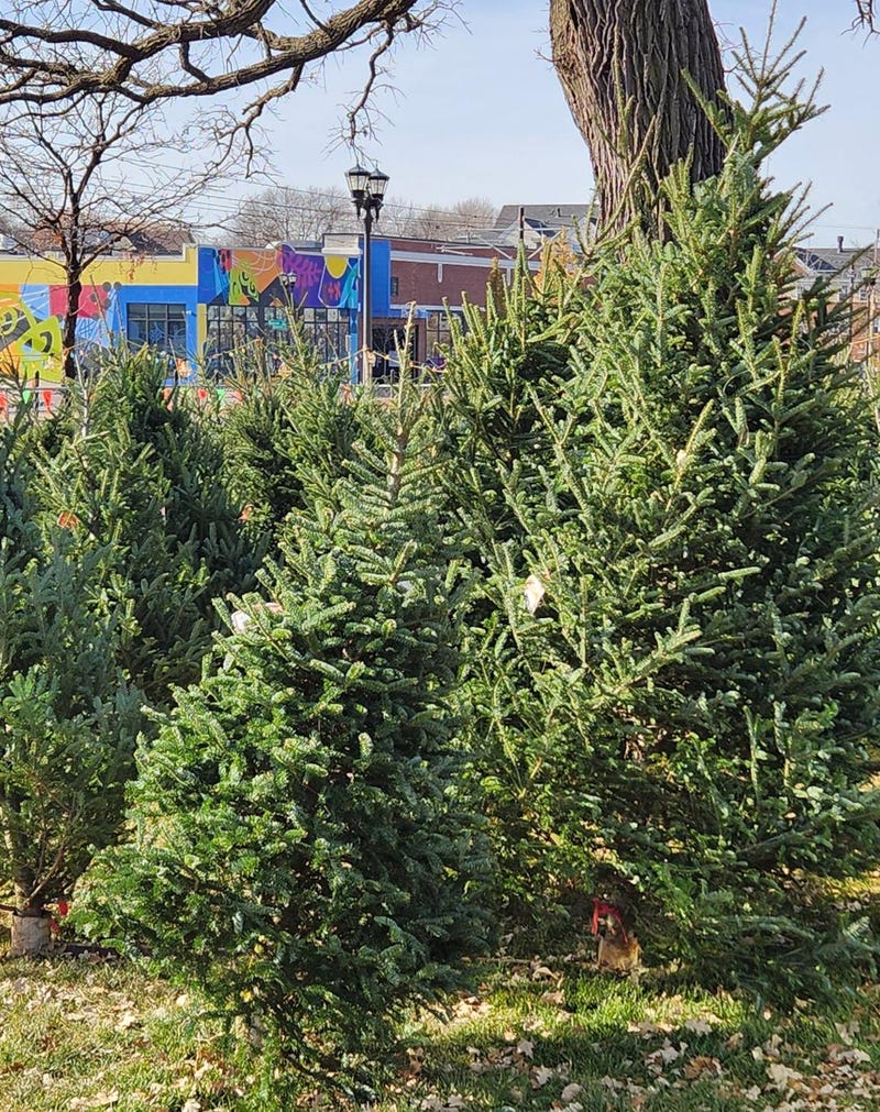 Christmas tree season