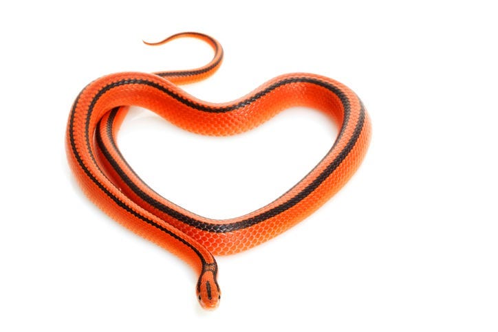 A Zoo Will Name a Rat After Your Ex and Feed It to a Snake