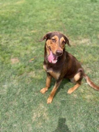 Nova