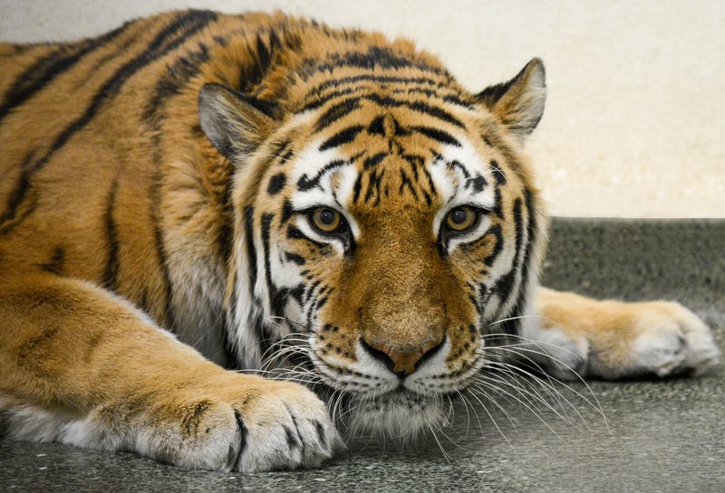 Malena, a 10½-year-old Amur tiger at Brookfield Zoo, underwent successful hip replacement surgery with a custom-designed, patient-specific implant on January 27. This is believed to be the first time such a procedure was attempted on a tiger in North America. 