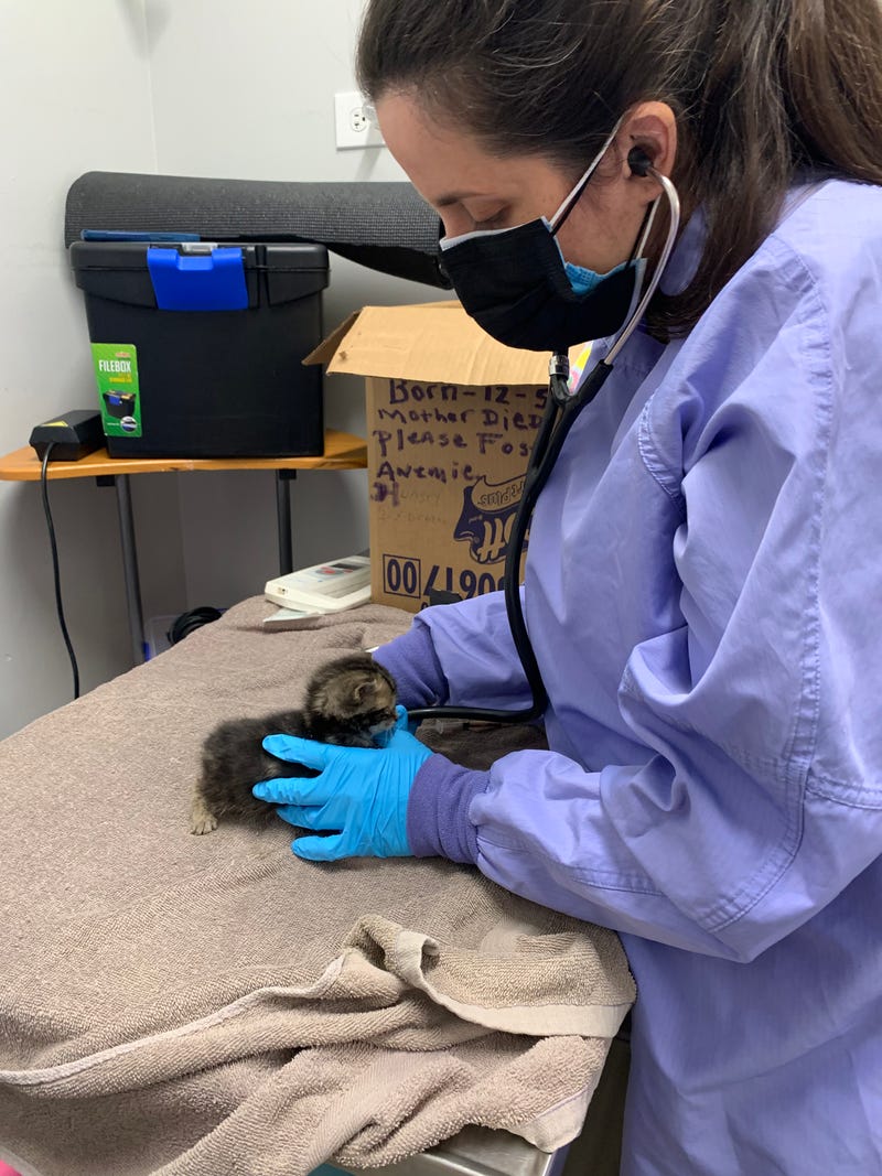 Veterinarians at the PAWS Chicago Medical Center, located at 3516 W. 26th St., gave the kittens emergency exams and feedings. In addition to hunger and dehydration, the veterinarians discovered that all the kittens have conjunctivitis (pink eye) and upper respiratory infections.