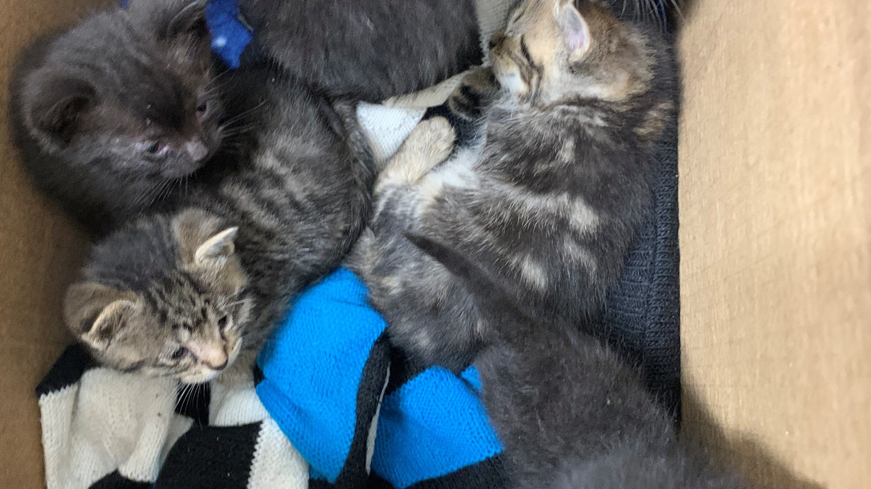 7 abandoned kittens left at PAWS Chicago Medical Center, shelter seeking fosters