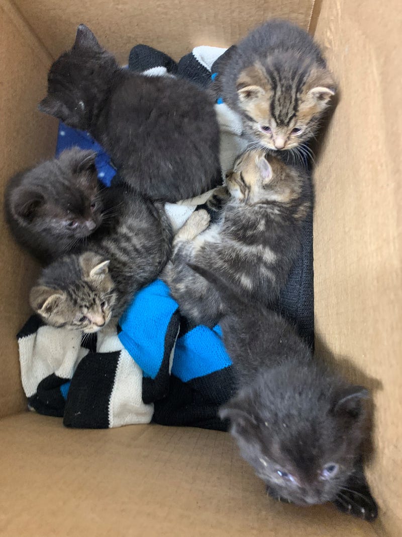 A box of seven abandoned kittens were left Monday at PAWS Chicago Medical Center, according to a shelter spokesperson.