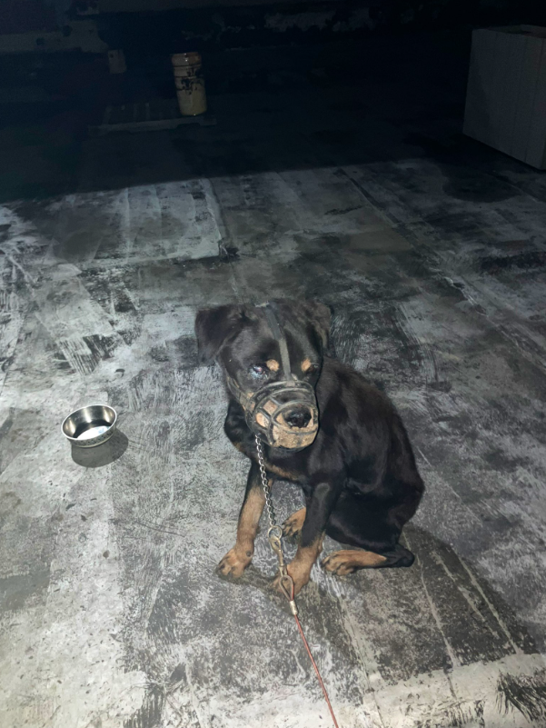 A dog was found abandoned on the roof of a Bed-Stuy building on Saturday.