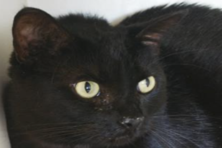 Abra @ Austin Humane Society July 2020