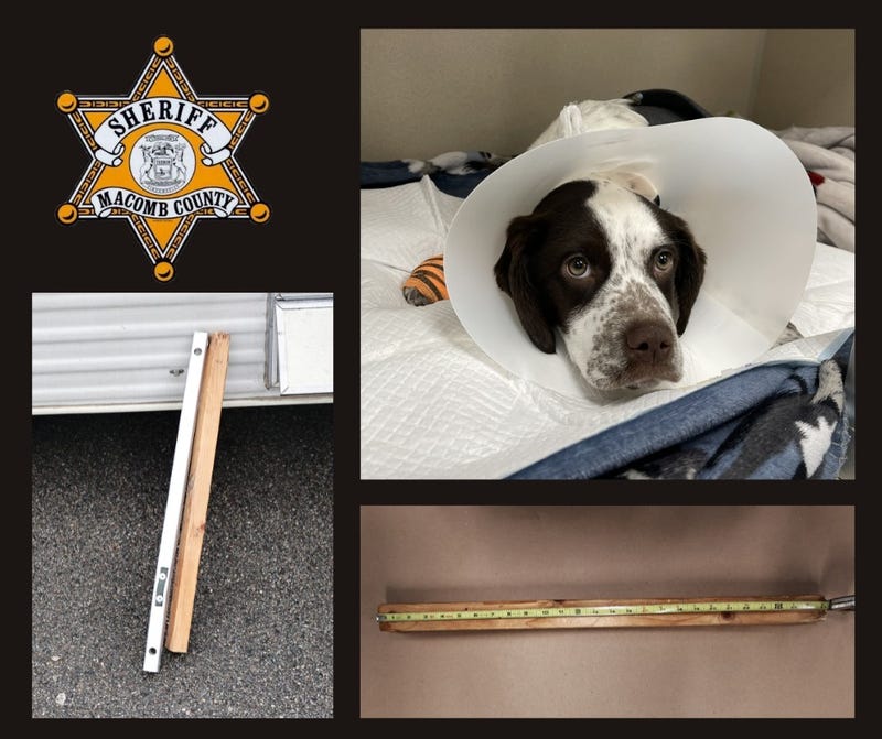 dog abused in Macomb Co parking lot