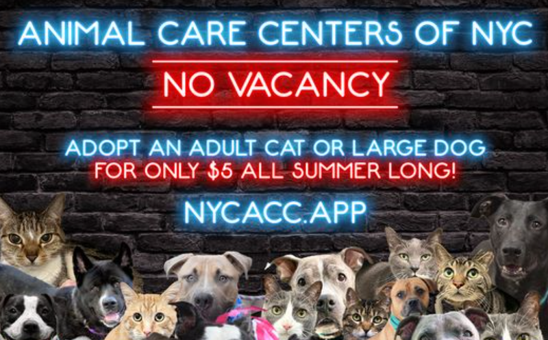 ACC at critical capacity; closes intake of cats; offering $5 adoptions