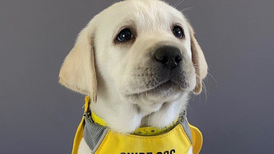 Meet Ace, PenFed's service dog in-training