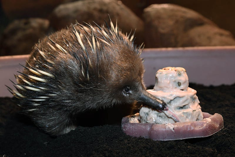 Adelaide, Brookfield Zoos oldest animal, turns 50
