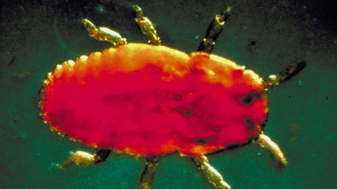 BWA — tiny, invasive, tree-killing insects — detected for first time in Michigan