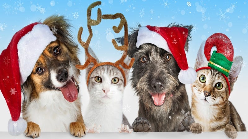 adogslifephoto GettyImages