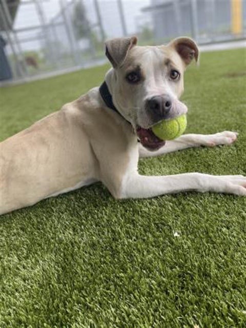 Cream is a 1 year old pit-mix who has never met a stranger (two- or four-legged). Oh, and did we mention she loves toys? Cream would do best in an active household with a playmate. She's waiting at the North Animal Campus. (ID: A47484988)
