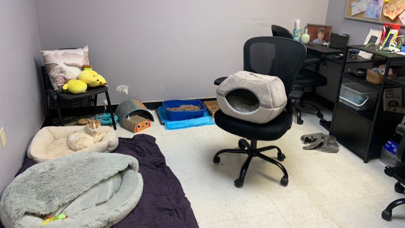 ACCT Philly has more than 100 dogs available for adoption in the kennel space, and overflow animals are obliged to share office space with staffers.