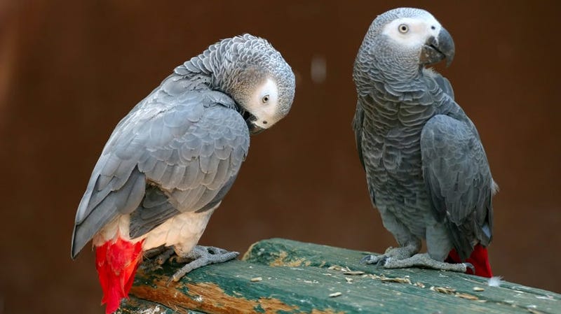 The parrots won't stop swearing at people